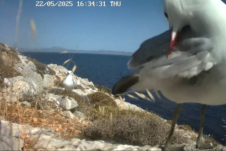 Αιγαιόγλαρος ενήλικος