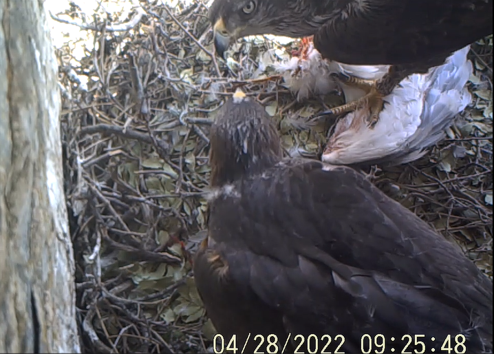 Σπιζαετός στην φωλιά