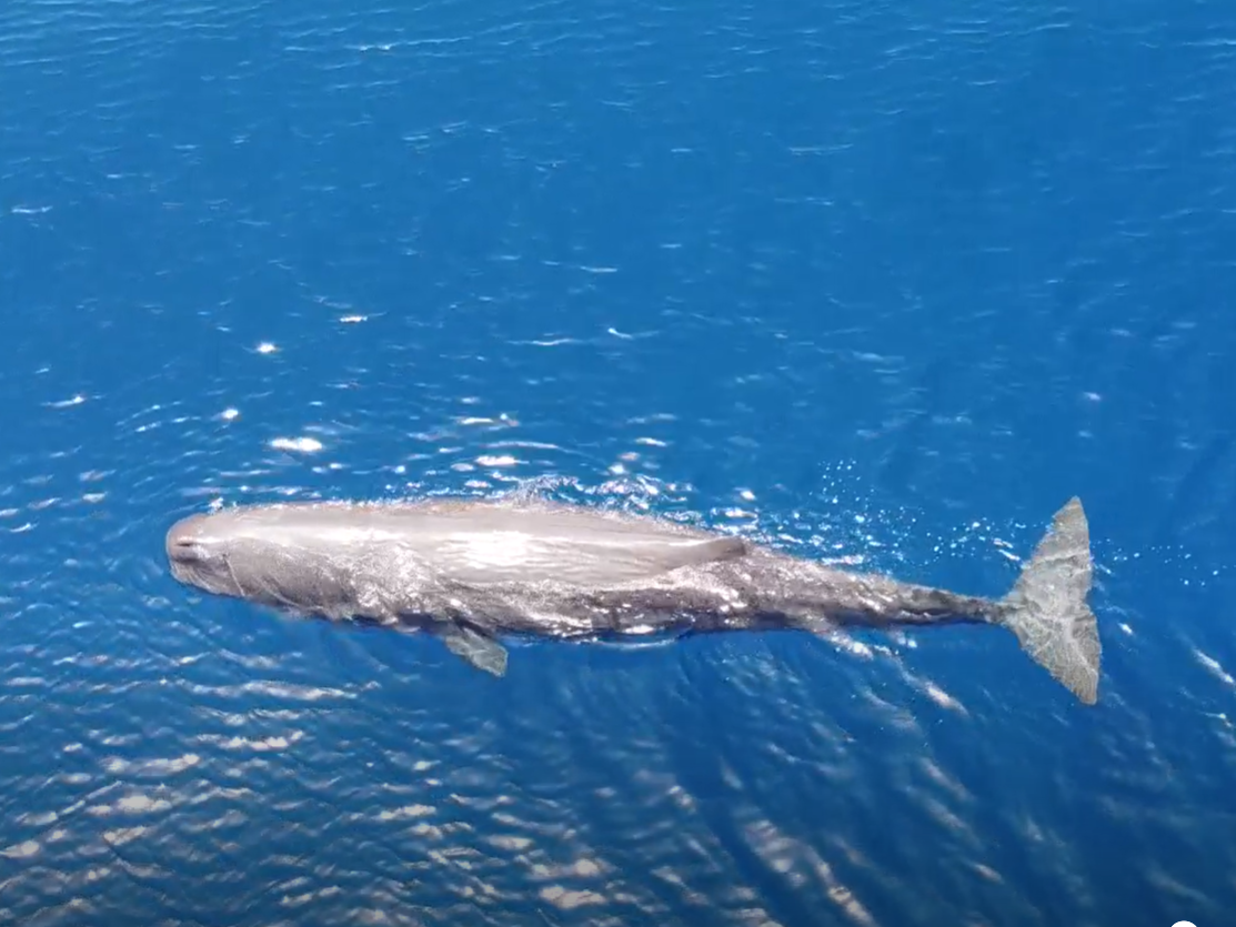 Συνεργασία της NCC με την πρωτοβουλία ACCOBAMS