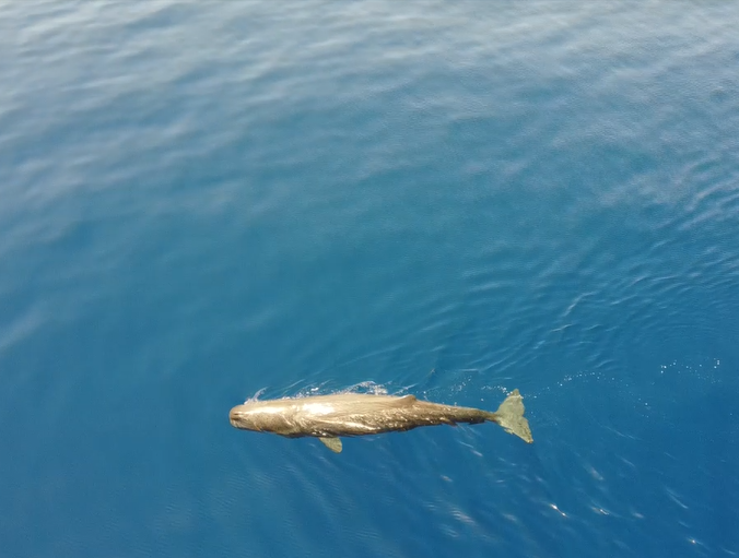 Φυσητήρας με drone